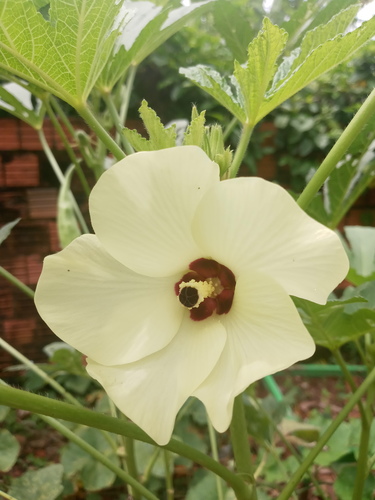 Okra