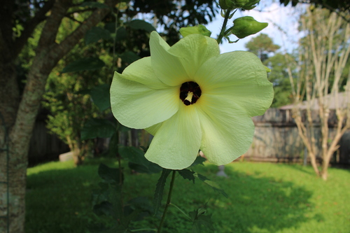 Musk Okra — photo by Dakota Parish