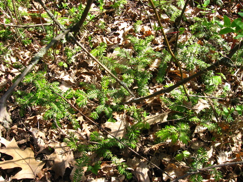 Silver Fir — photo by Юрій Бенгус