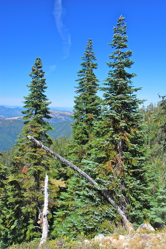 Pacific Silver Fir