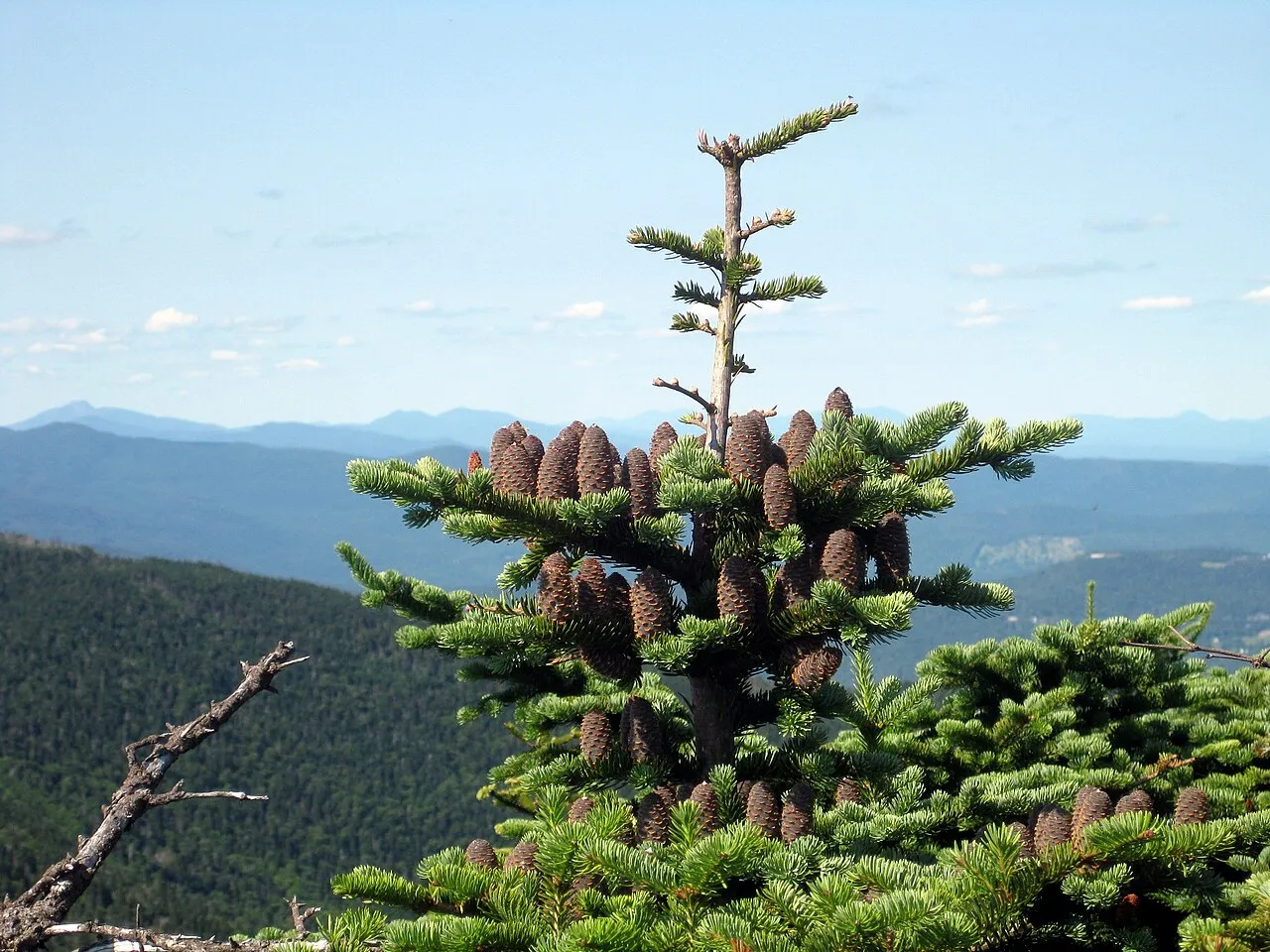 Balsam Fir (var. phanerolepis) — photo by dvs