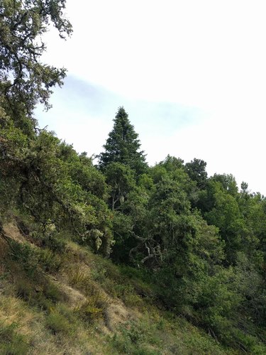Bristlecone Fir