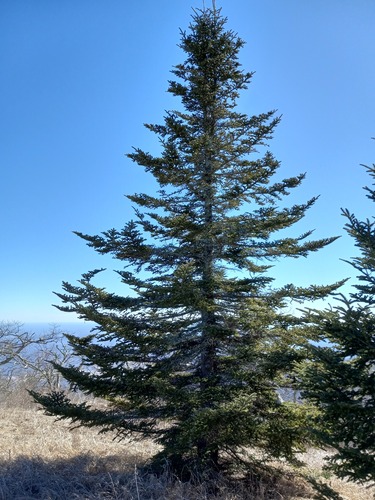 Fraser Fir