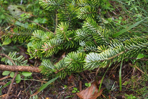 Nikko Fir — photo by harum.koh