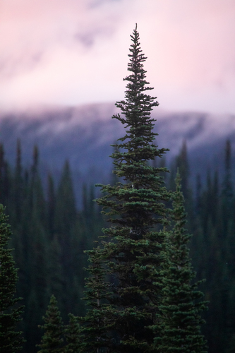 Subalpine Fir — photo by Jason Headley