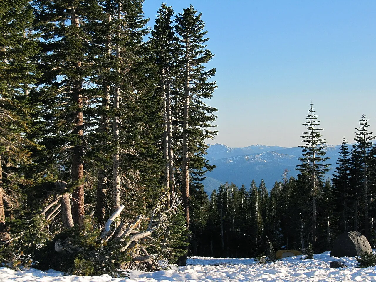 Shasta Red Fir (var. shastensis)
