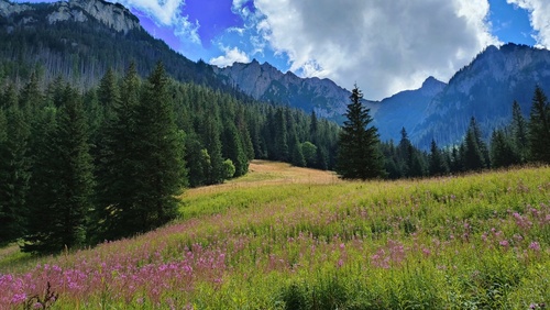 California Red Fir