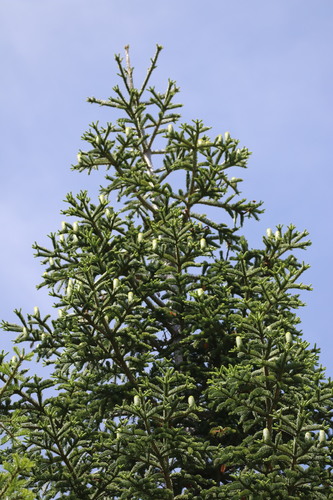 Noble Fir