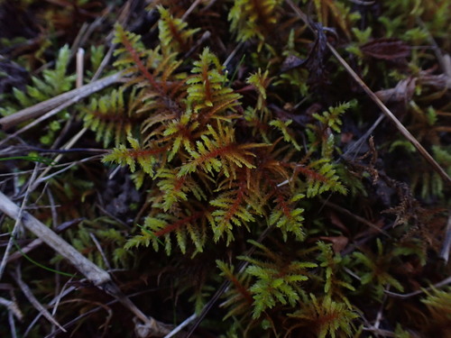 Abietinella Moss — photo by Max Zibold