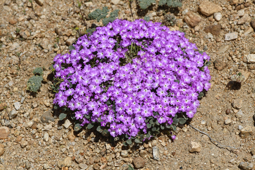 Ramshaw Meadows Sand Verbena — photo by Trevor Van Loon