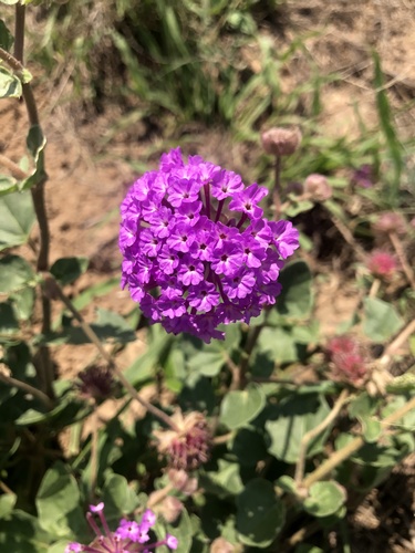Amelia's Sand Verbena