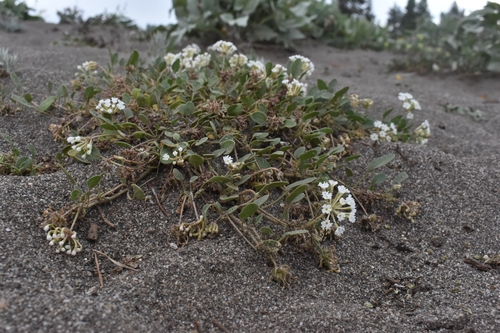 Wyoming Sand Verbena — photo by Joey Santore