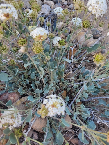 Clay Sand Verbena