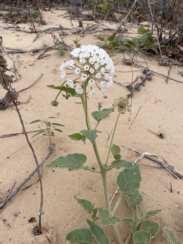 Carleton's Sand Verbena