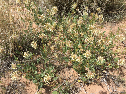 Snowball Sand Verbena — photo by Robbie Hannawacker
