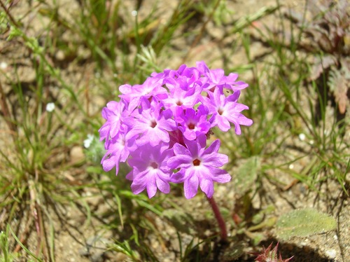 Slender Sand Verbena — photo by Mark Fishbein