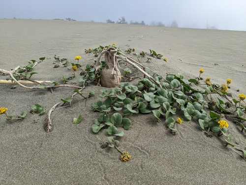 Coastal Sand Verbena