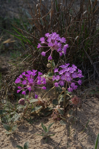 Largefruit Sand Verbena — photo by Matt Reala