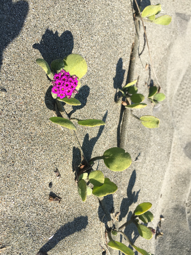 Red Sand Verbena — photo by Regan Cross