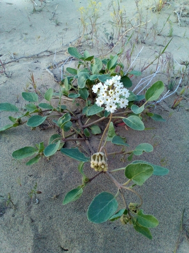 White Sand Verbena — photo by kylechamberlain