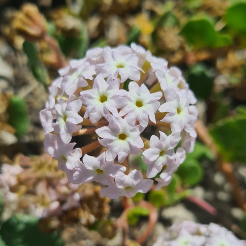 Little Sand Verbena — photo by Aspen Workman