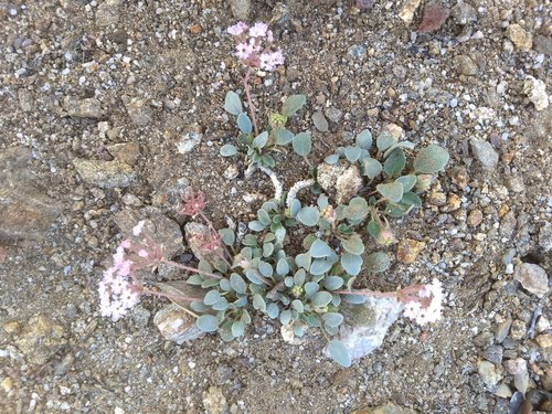 Harris' Dwarf Sand Verbena (var. harrisii) — photo by Don Rideout