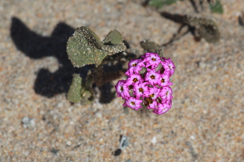 Beach Sand Verbena