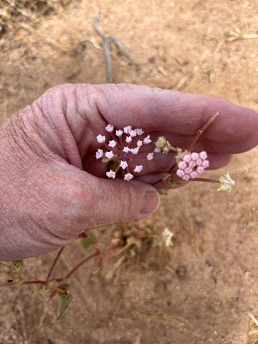 Mojave Sand Verbena — photo by Erin Whitfield