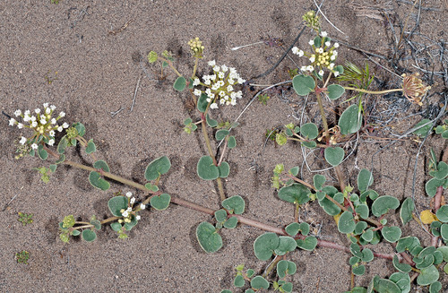 Transmontane Sand Verbena — photo by Gerry Carr