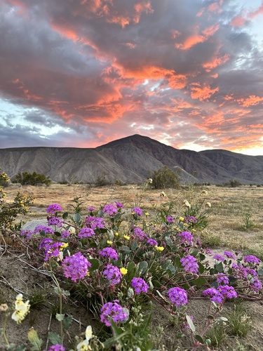 Desert Sand Verbena