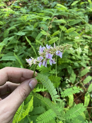 Rosarypea — photo by enrique1014