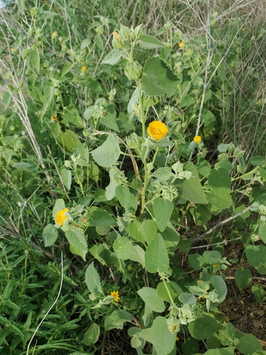 Shrubby Indian Mallow — photo by Joshua Ekrut