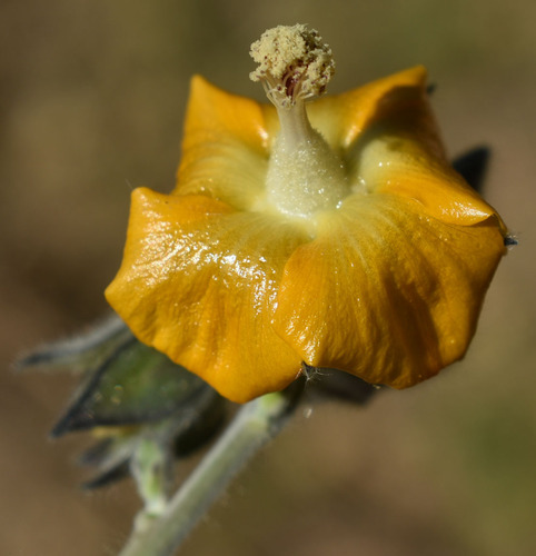 Asian Indian Mallow — photo by Russell Cumming