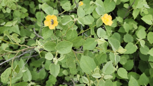 Berlandier's Indian Mallow