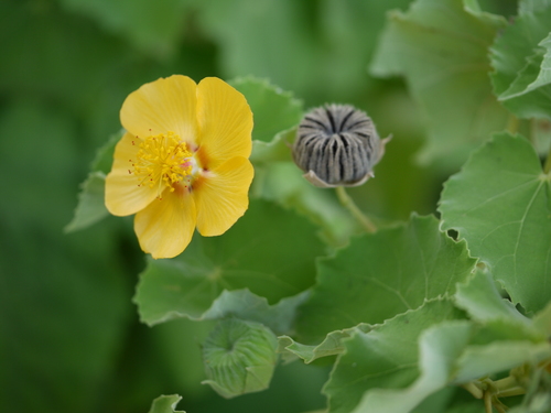Florida Keys Indian Mallow — photo by Dinesh Valke