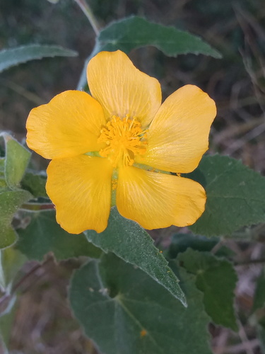 Whiteleaf Indian Mallow — photo by Rodolfo Salinas Villarreal
