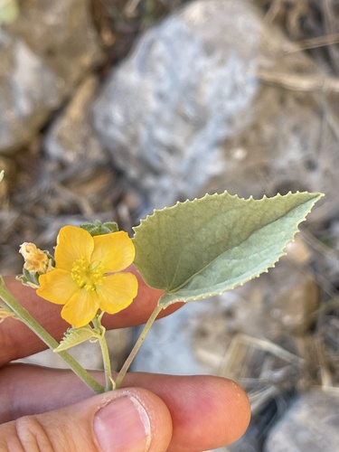 Yellow Indian Mallow — photo by Gina Genduso