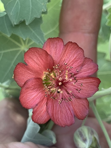 Ko'oloa 'ula