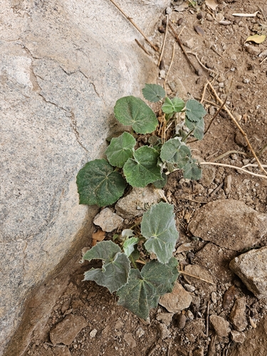 Sonoran Indian Mallow — photo by Wendy Diaz