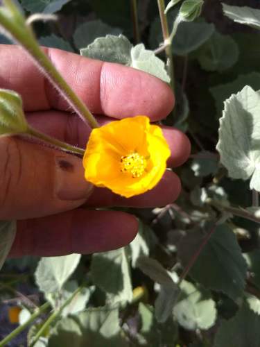 Palmer's Indian Mallow — photo by Don Rideout