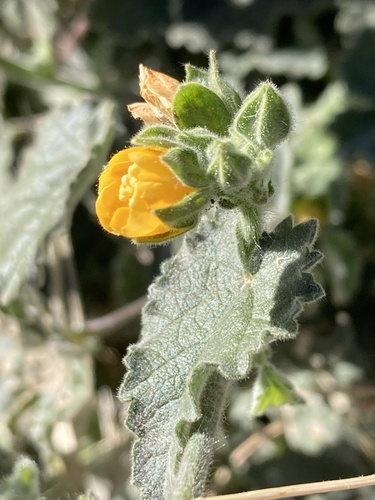 Parish's Indian Mallow — photo by Barta