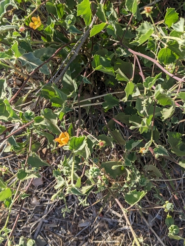 Dwarf Indian Mallow