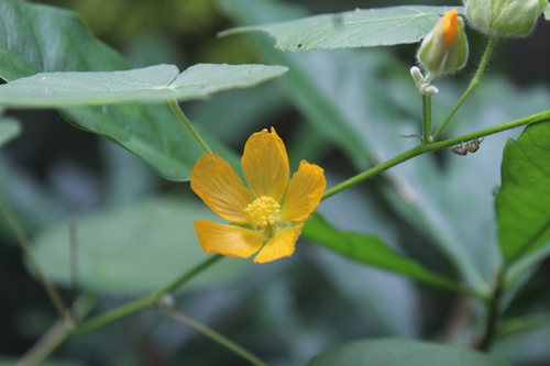 Coastal Indian Mallow