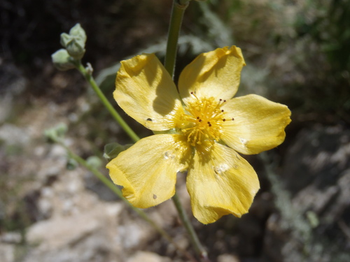 Yellowflower Indian Mallow — photo by Dan Beckman