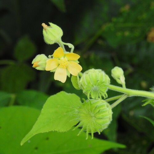 Velvetleaf — photo by Donna J. Parry