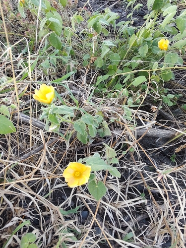 Wright's Indian Mallow — photo by czacarias