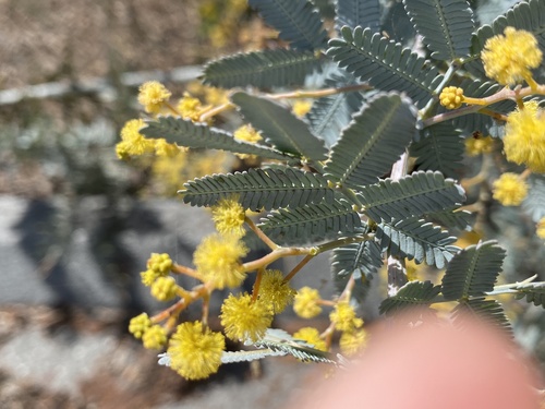 Cootamundra Wattle — photo by kdunnett