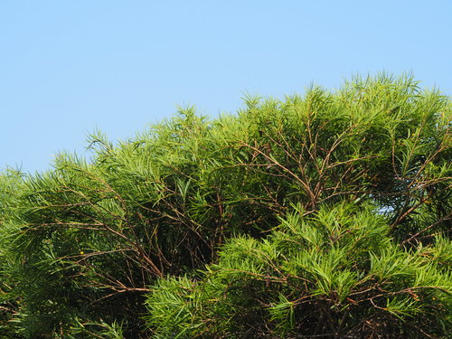 Small Philippine Acacia — photo by 葉子