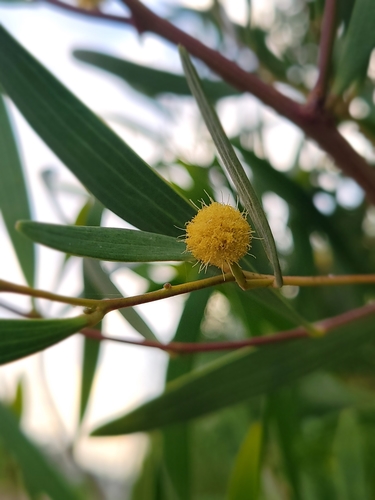 Coastal Wattle — photo by tigran82
