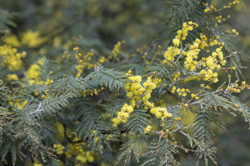 Green Wattle — photo by Graham Possingham
